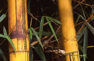 bamboo photo