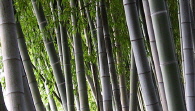 bamboo maze photo