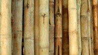 bamboo poles photo